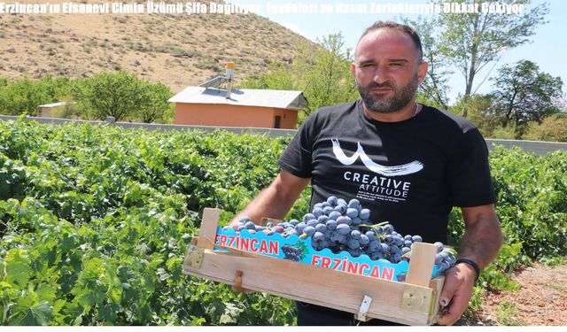 Erzincan’ın Efsanevi Cimin Üzümü Şifa Dağıtıyor: Faydaları ve Hasat Zorluklarıyla Dikkat Çekiyor