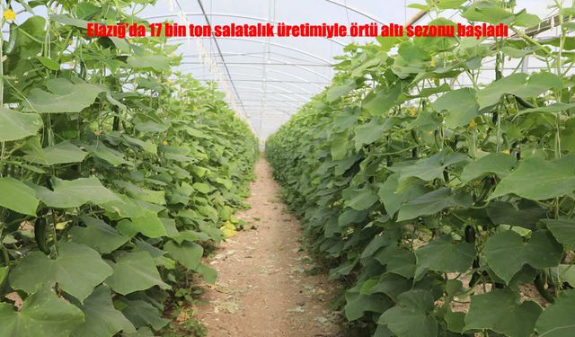 Elazığ’da 17 Bin Ton Salatalıkla Örtü Altı Sezonu Başladı