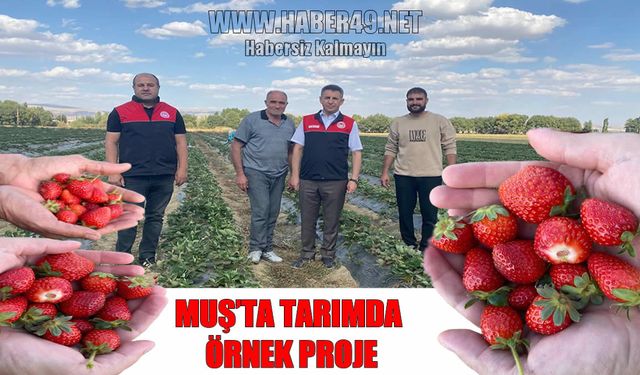 Muş’ta tarımda örnek proje: 10 dekarlık çilek bahçesi