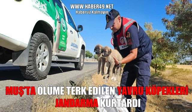 Muş’ta çuvala konulup ölüme terk edilen yavru köpekleri jandarma kurtardı