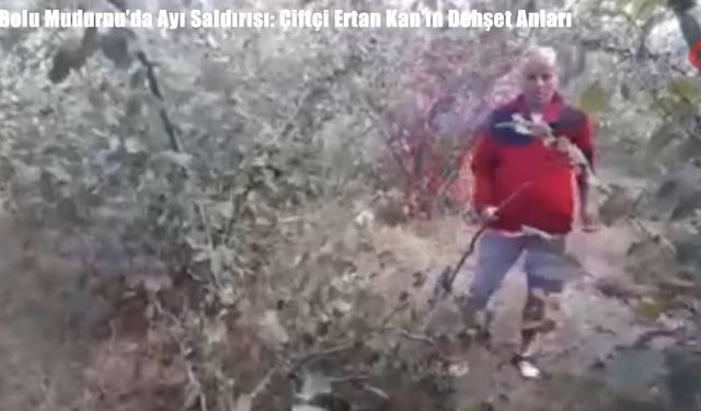 Bolu Mudurnu’da Ayı Saldırısı: Çiftçi Ertan Kan’ın Dehşet Anları