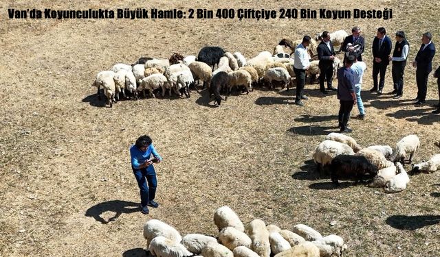 Van’da Koyunculukta Büyük Hamle: 2 Bin 400 Çiftçiye 240 Bin Koyun Desteği