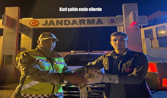 Van’da Bitkin Kızıl Şahin Jandarmanın Eliyle Kurtarıldı