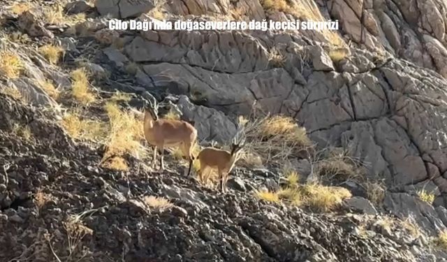 Cilo Dağı’nda Dağ Keçileriyle Karşılaşma Heyecanı