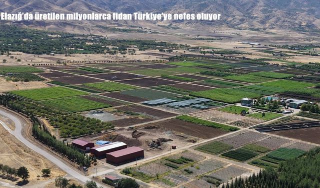 Elazığ’da üretilen milyonlarca fidan Türkiye’ye nefes oluyor