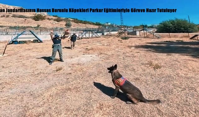 Van Jandarmasının Hassas Burunlu Köpekleri Parkur Eğitimleriyle Göreve Hazır Tutuluyor