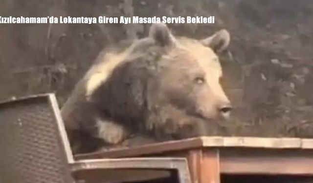 Kızılcahamam’da Lokantaya Giren Ayı Masada Servis Bekledi