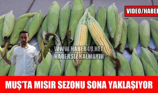 Muş’ta hasadın son günleri: Mısırlar tezgahlarda alıcı bekliyor