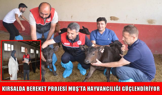 Muş’ta 1300 gebe büyükbaş hayvan dağıtımı başladı: Masrafları bakanlık karşılıyor