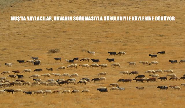 Muş’ta yaylacılar, havanın soğumasıyla sürüleriyle köylerine dönüyor