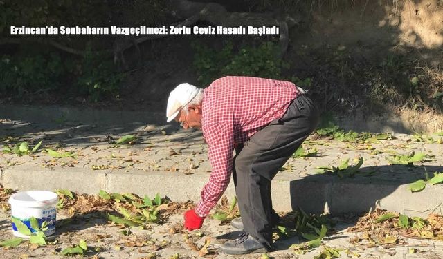 Erzincan’da Sonbaharın Vazgeçilmezi: Zorlu Ceviz Hasadı Başladı