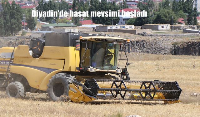 Ağrı’nın Diyadin İlçesinde Buğday Hasadı Başladı: Tarlalarda Bereket Heyecanı