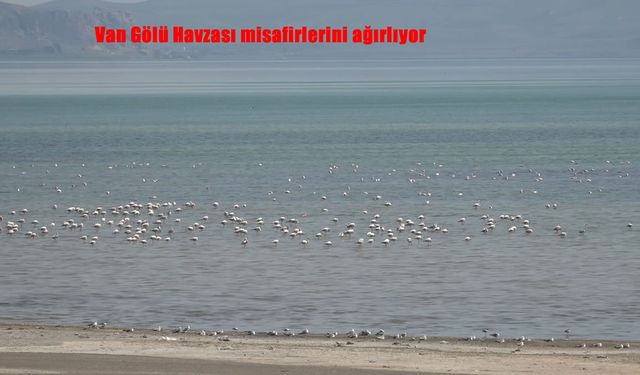 Van Gölü Havzası Kuş Türleriyle Zenginleşiyor