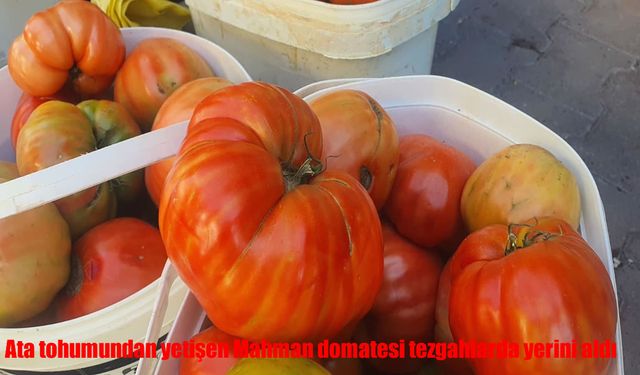 Ata Tohumundan Yetişen Mahman Domatesi Tezgahlarda