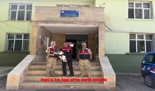 Hınıs’ta Nesli Tükenme Tehlikesindeki Toy Kuşu Yaralı Halde Bulundu