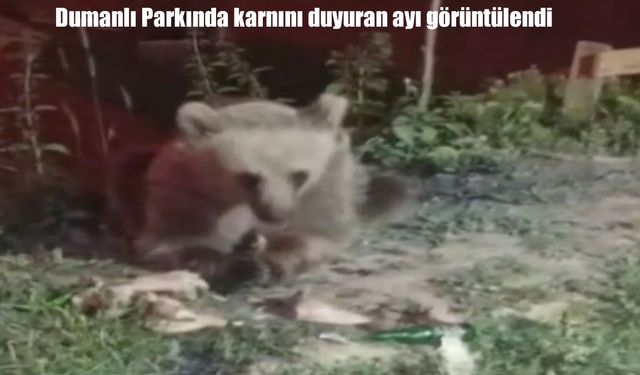 Erzincan Dumanlı Tabiat Parkı’nda bozayı kameralara yansıdı