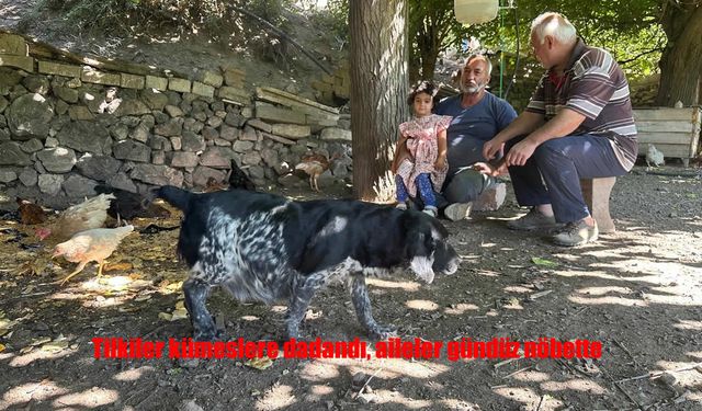 Elazığ’da tilki kabusu: Aileler gündüz nöbette