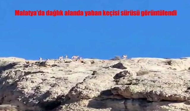 Malatya’da Yaban Keçileri Görüntülendi