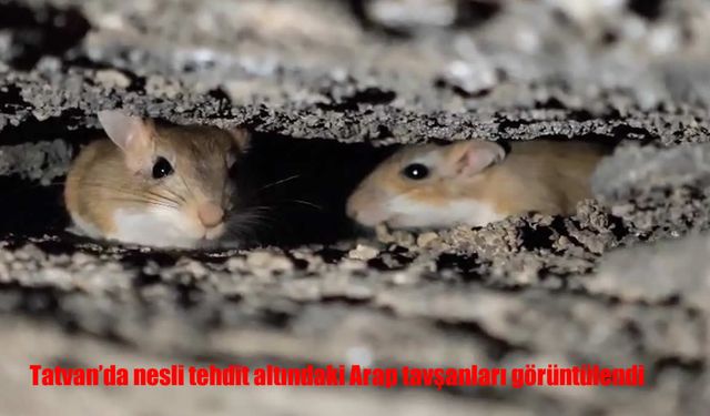 Nesli Tehlike Altındaki Arap Tavşanları Görüntülendi