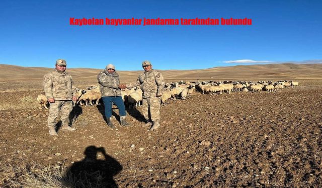 Erzincan’da kaybolan 300 koyun jandarmanın drone desteğiyle bulundu