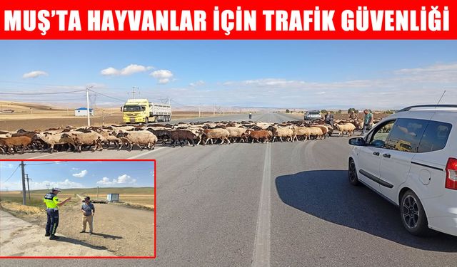 Muş’ta jandarmadan hayvan kaynaklı kazalara karşı önlem