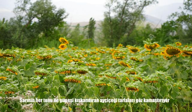 Erzincan’da Ayçiçeği tarlaları kartpostallık görüntüler sunuyor