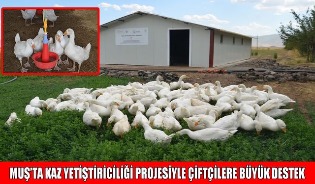 Muş’ta çiftçilere 2 bin kaz yavrusu dağıtıldı