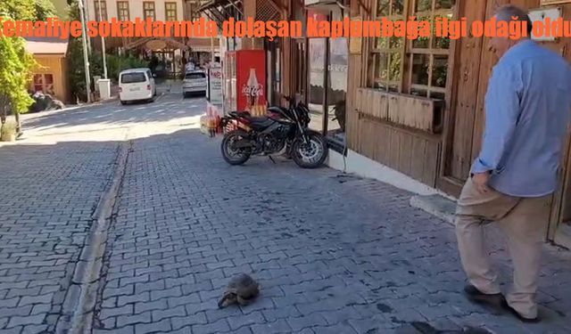 Kemaliye Sokaklarında Dolaşan Kaplumbağa Dikkat Çekti