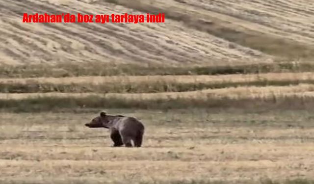 Ardahan’da Boz Ayı Tarlada Görüntülendi