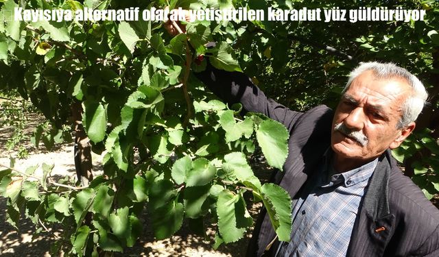 Kayısıya Alternatif Karadut Malatya’da Yüz Güldürüyor