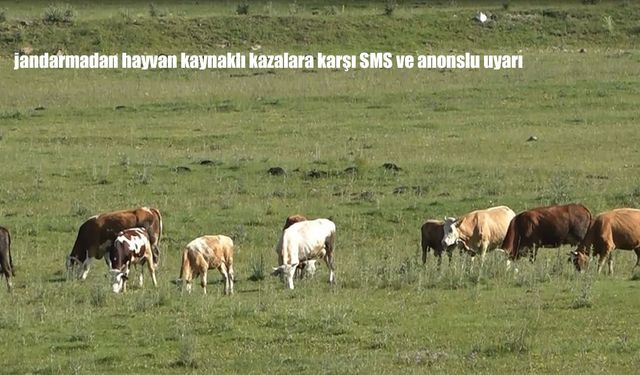 Ardahan’da Hayvan Kaynaklı Trafik Kazalarına Karşı Jandarmadan SMS ve Anonslu Uyarı