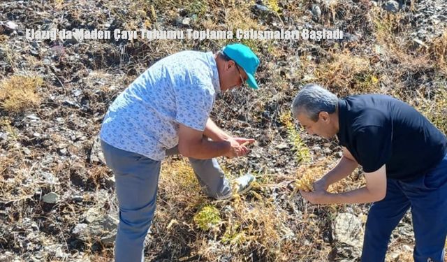 Elazığ’da Maden Çayı Tohumu Toplama Çalışmaları Başladı