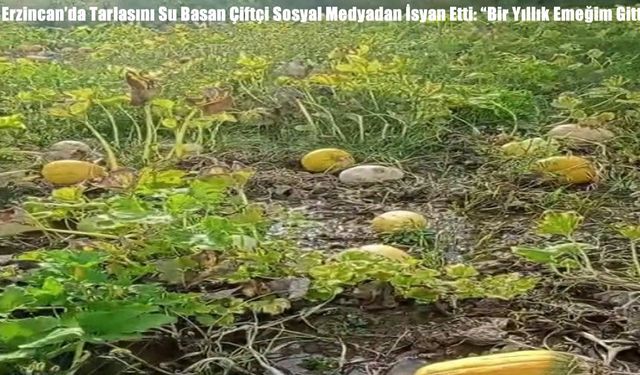 Erzincan’da Tarlasını Su Basan Çiftçi Sosyal Medyadan İsyan Etti: “Bir Yıllık Emeğim Gitti”