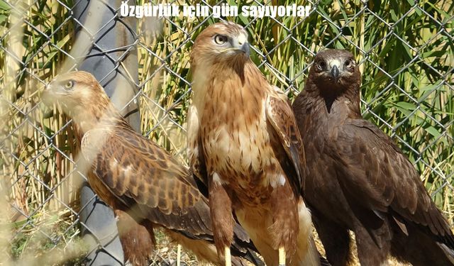 Tedavisi tamamlanan 3 yırtıcı kuş özgürlük için kanat çırpmaya hazırlanıyor