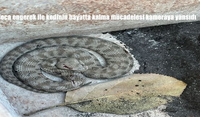 Koca engerek ile kedinin hayatta kalma mücadelesi kameraya yansıdı