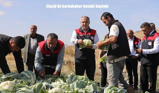 Elazığ’da karnabahar hasadı başladı