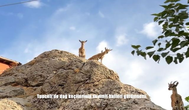 Tunceli'de dağ keçilerinin sevimli halleri gülümsetti