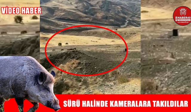 Muş’ta yaban domuz sürüsü kameralara yansıdı