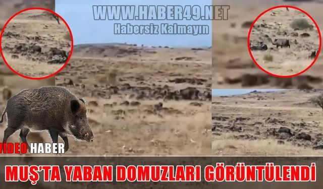 Muş’ta sürü halinde dolaşan yaban domuzları görüntülendi