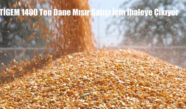 TİGEM 1400 Ton Dane Mısır Satışı İçin İhaleye Çıkıyor