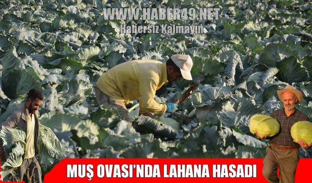 Muş Ovası’nda 3 bin dekarlık alanda lahana hasadı başladı