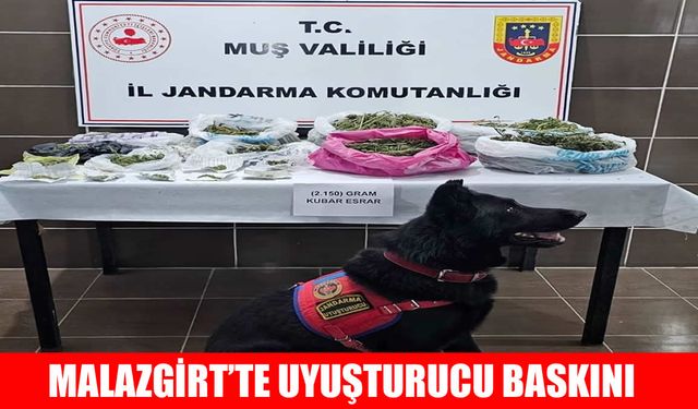 Muş’ta kenevir operasyonu