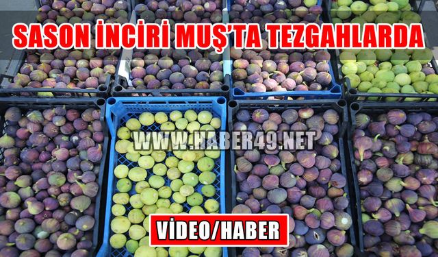 Sason inciri Muş tezgahlarında yerini aldı