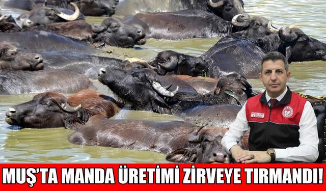 Muş Ovası manda üssü oldu: Türkiye’de 7’nci sıraya yükseldi