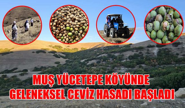 110 yıllık gelenek: Muş’ta imece usulü ceviz hasadı başladı