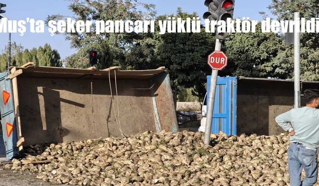 Muş’ta şeker pancarı yüklü traktör devrildi