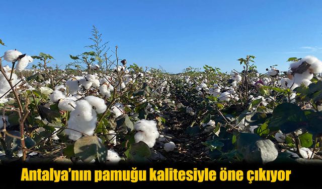 Antalya’da “beyaz altın” yeniden parlıyor