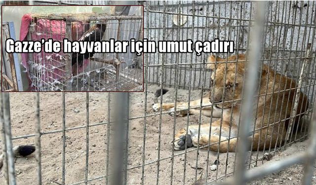 Gazze’de hayvanlar için umut çadırı: Savaşın ortasında bir adam ve kalan canlar
