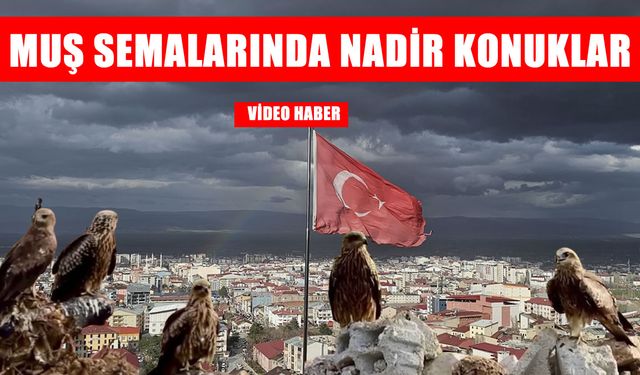 Muş’ta 'kara çaylak'lar yeniden görüldü