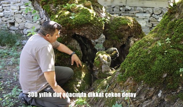 300 yıllık dut ağacında dikkat çeken detay